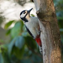 Great Spotted Woodpecker Dendrocopus major