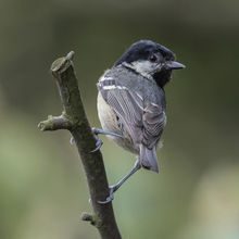 Coal Tit Periparus ater