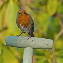 Robin Erithacus rubecula