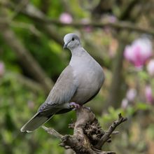 Collard Dove Streptopelia decaocto