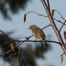 Robin Erithacus rubecula