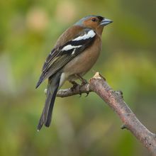 Chaffinch Frigigilla coelebs