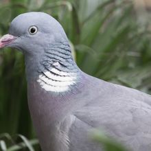 Wood Pigeon Columba livia