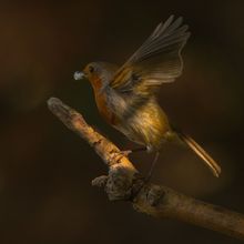 Robin Erithacus rubecula
