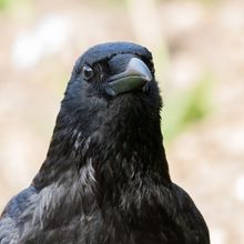 Crow Corvus corone