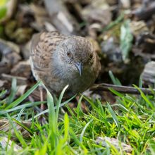Dunnock Prunella modularis