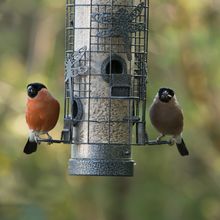 Bullfinch Pyrrhula pyrrhula