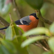 Bullfinch Pyrrhula pyrrhula