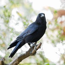 Crow Corvus corone