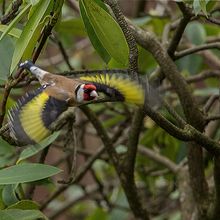 Goldfinch Carduelis carduelis