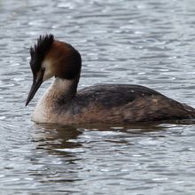 Great Crested Grebe Podiceps cristatus