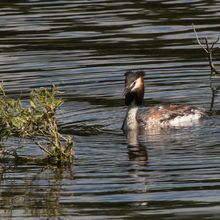 Great Crested Grebe Podiceps christatus