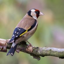 Goldfinch Carduelis carduelis