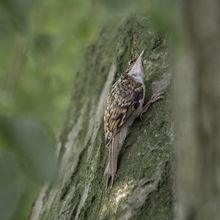 Tree Creeper Certhia familiaris