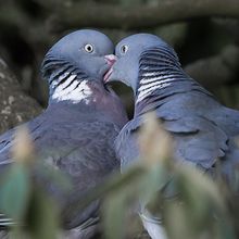 Wood Pigeon Columba palumbus