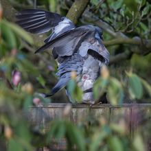 Wood Pigeon Columba palumbus