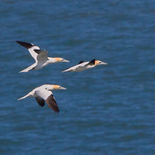 Ganetts Morus bassanus heading south