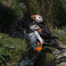 Puffin Fratercula artica
