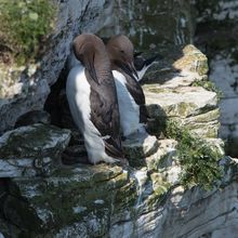 Guillemot Uria aalge