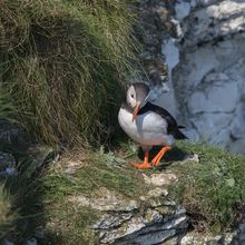 Puffin Fratercula artica