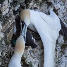 Gannet Morus bassanus