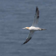 Gannet Morus bassanus