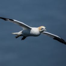 Gannet Morus bassanus