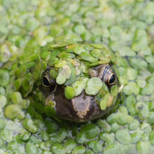 Common Frog Rana temporaria