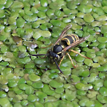 Wasp xxxx xxxx