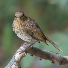 Robin Enthacus rubecula jvn