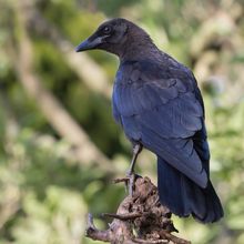 Carion Crow Corvus corone