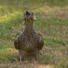 Green Woodpecker Picus viridis Jvn