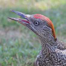 Green Woodpecker Picus viridis Jvn