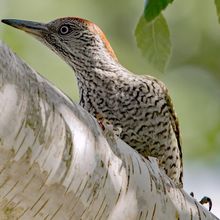 Green Woodpecker Picus viridis Jvn