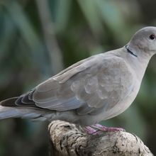 Collard Dove Streptopelia decaocto