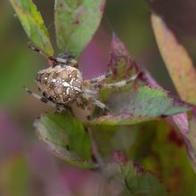 Orb Weaver spider Araneus argriope
