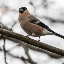 Bull Finch female Pyrrhula pyrrhula