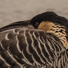 Hawaiian goose Nene Branta sandvicensis