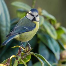 Blue Tit Cyanistes caeruleus