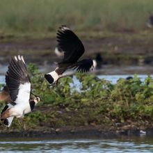 Lapwing Venellus venellus