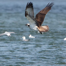 Osprey Pandion haliaetus