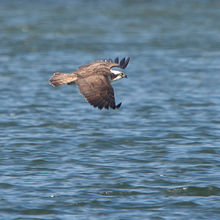 Osprey Pandion haliaetus