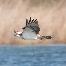 Osprey Pandion haliaetus