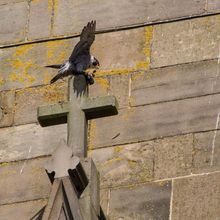 Peregrine Falcon Falco periginus