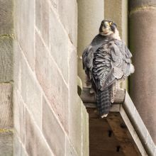 Peregrine Falcon Falco periginus