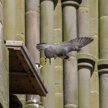 Perigrine Falcon Falco periginus