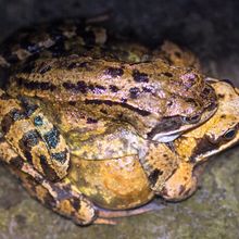 Common Toad Bufo bufo