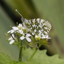 Dappled White Euchloe simplonia