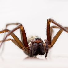 Common House Spider Tegenaria Domesticus