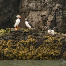 Puffin Fratercula artica